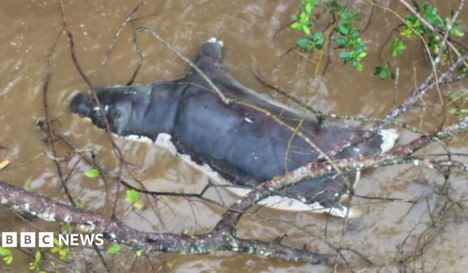 Anthrax outbreak: Zambians warned not to eat dead wildlife