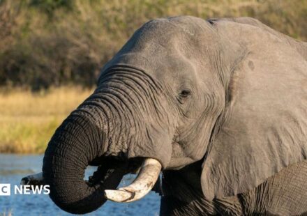 Botswana condemned for slaughtering elephants for independence celebrations