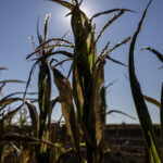 France announces €1 billion aid for farmers after climate-hit summer
