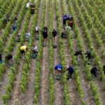 France’s record heatwave pushes champagne alcohol levels to historic high