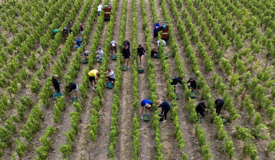 France’s record heatwave pushes champagne alcohol levels to historic high