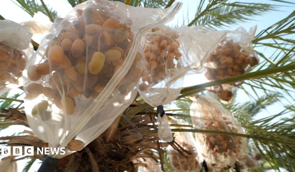 In West Bank, date farmers weigh impact of UK sanctions on Israeli settlers