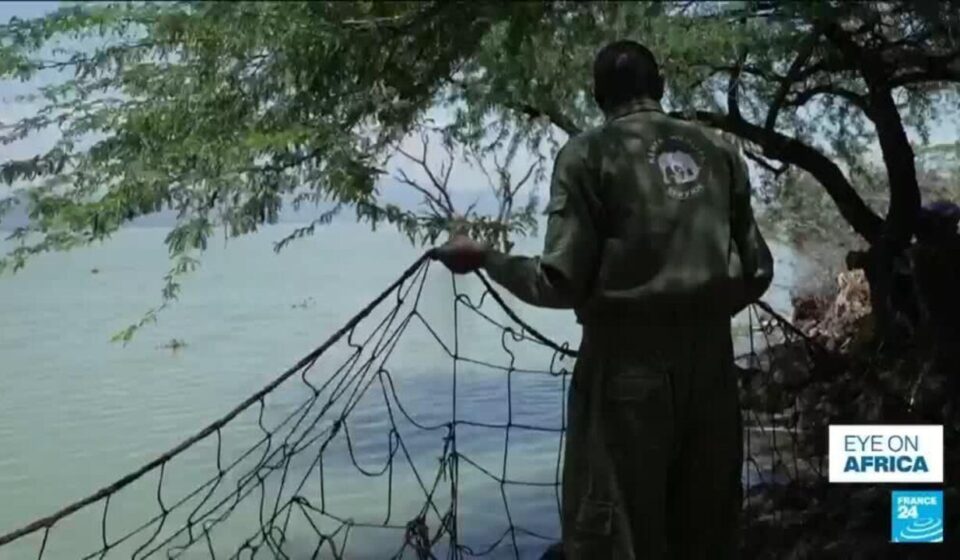Kenya: Crocodiles pushed towards homes by rising lakes
