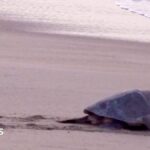 Mass nesting brings swarms of turtles to Mexican beach