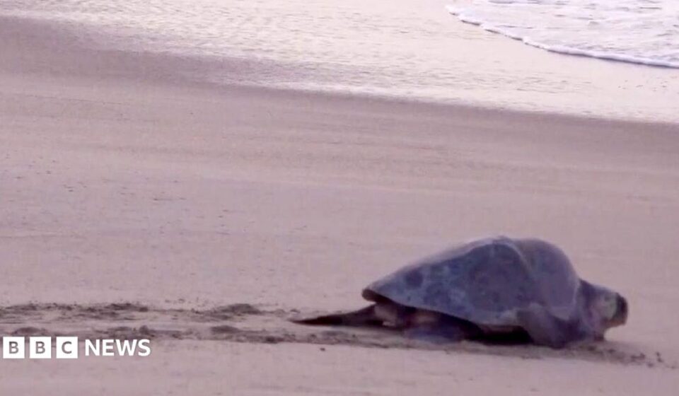 Mass nesting brings swarms of turtles to Mexican beach