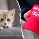 NYC kitten rescue bans MAGA adopters, and PETA calls for policy to end
