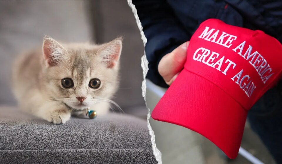 NYC kitten rescue bans MAGA adopters, and PETA calls for policy to end