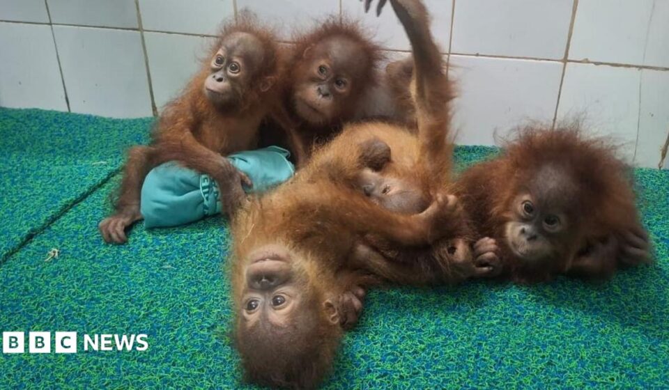 Odisha: Five baby orangutans found in India forest spark trafficking investigation