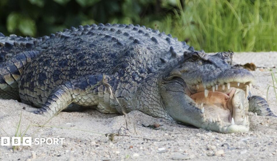 River that is home to 500 crocodiles chosen to host 2032 Olympic rowing and canoe events