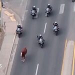 Runaway horse captured by police on motorbikes in New Mexico