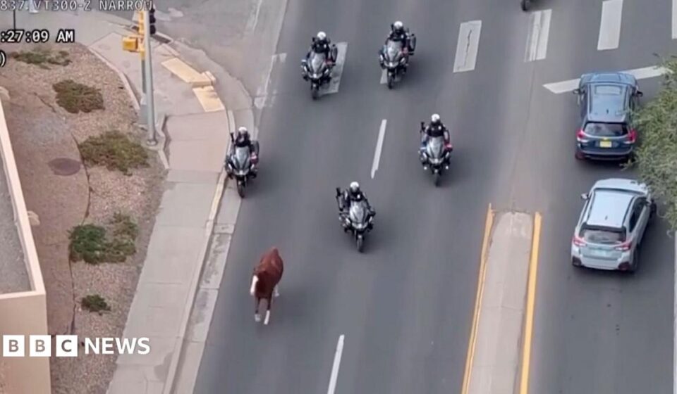 Runaway horse captured by police on motorbikes in New Mexico