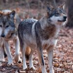 Trump signs order to remove endangered species status for grey wolves