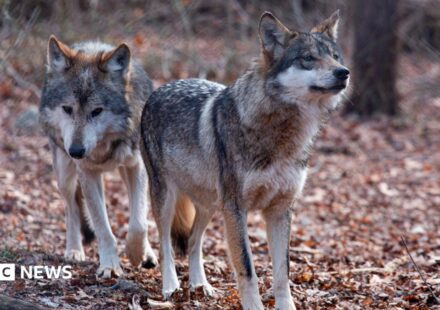Trump signs order to remove endangered species status for grey wolves