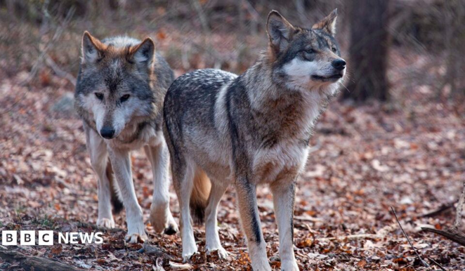 Trump signs order to remove endangered species status for grey wolves