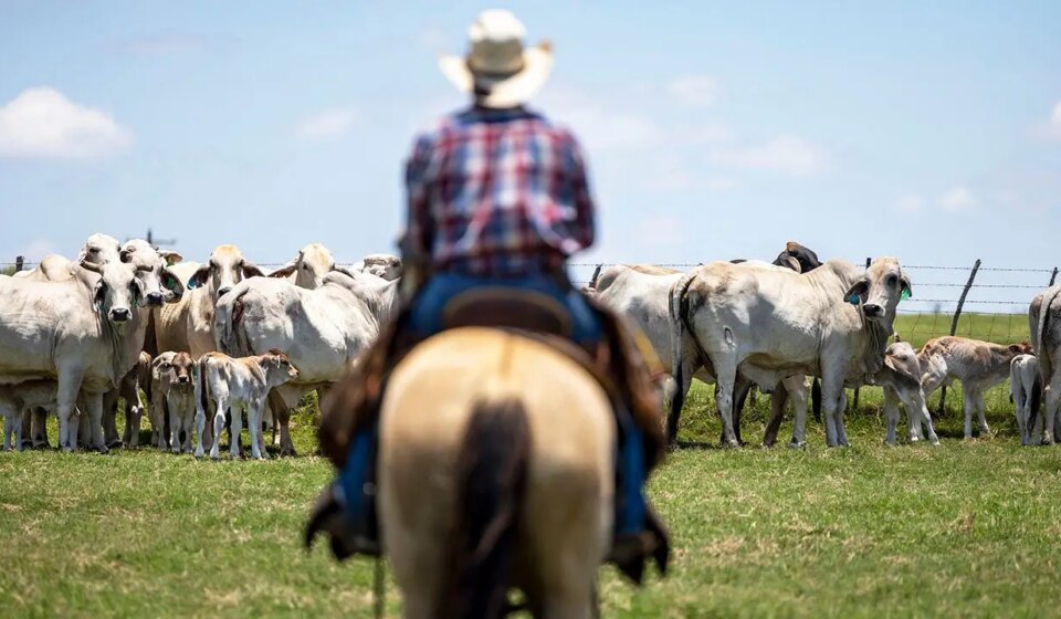 Trump's beef imports draw GOP backlash from ranchers in key states