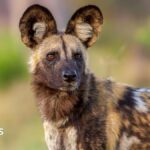Wild dogs defy the odds with record 2,500-mile trek across Africa