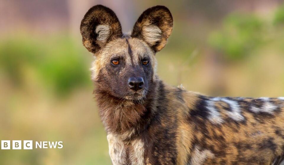 Wild dogs defy the odds with record 2,500-mile trek across Africa