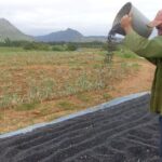 Agricultura: La producción de frijol cae un 71% en Cienfuegos respecto a 2019