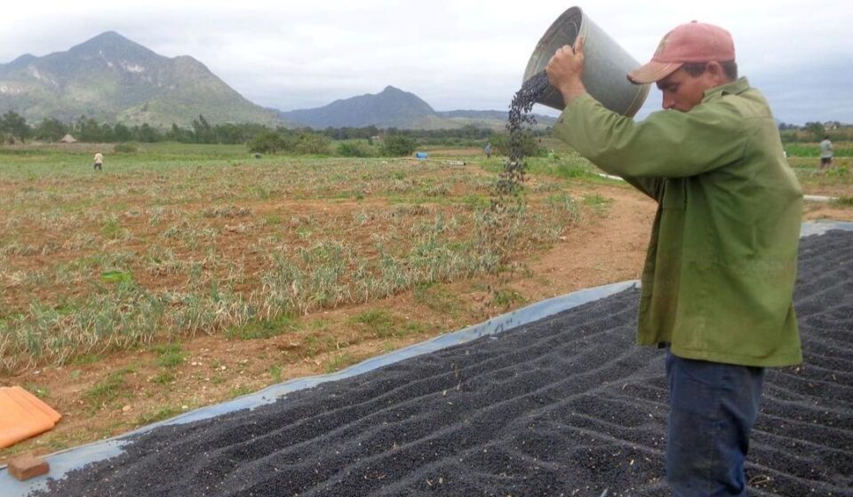 Agricultura: La producción de frijol cae un 71% en Cienfuegos respecto a 2019