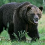 Bear kills man in home attack near Mongolian capital