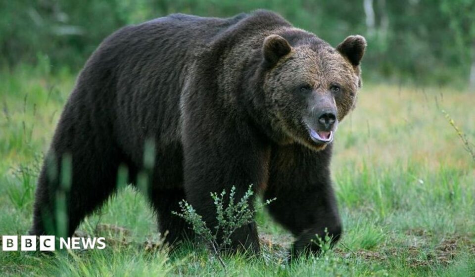Bear kills man in home attack near Mongolian capital