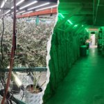 California Republican urges FBI to crack down on blue state drug farms