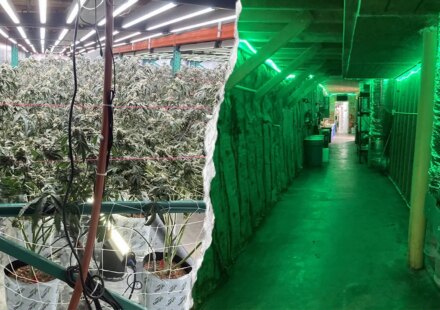 California Republican urges FBI to crack down on blue state drug farms