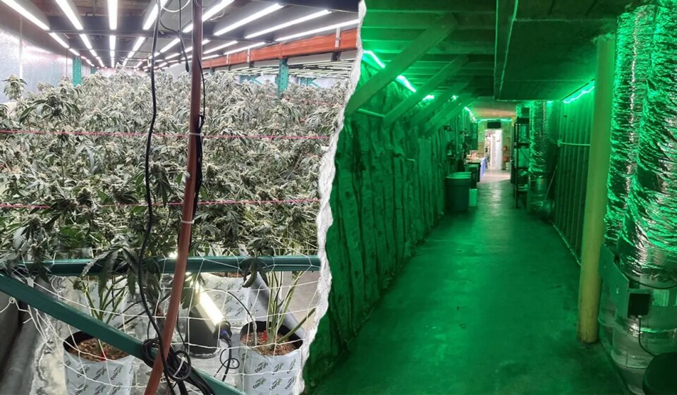 California Republican urges FBI to crack down on blue state drug farms