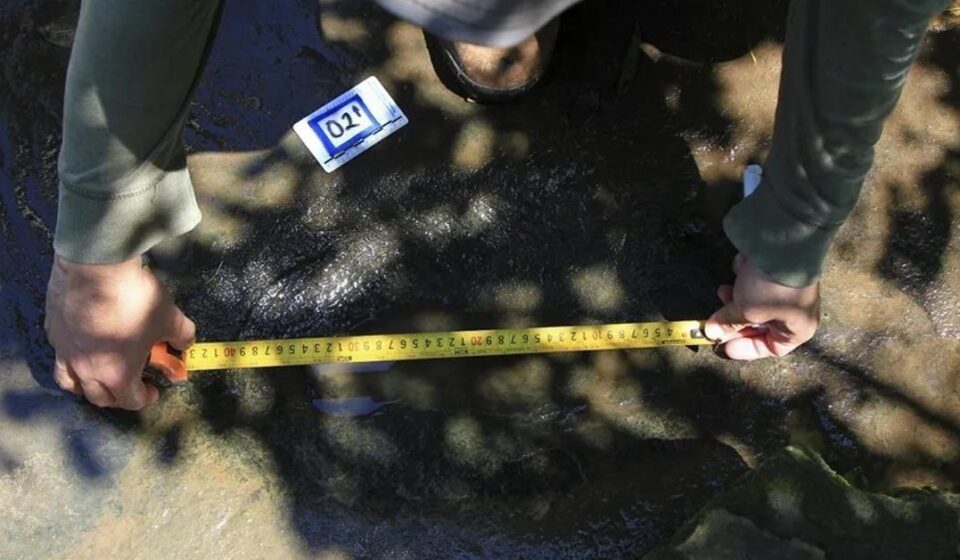 Ciencia: Hallan en México huellas de tiranosaurios de hace 65 millones