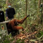 Endangered orangutans released back into the wild after Borneo fires
