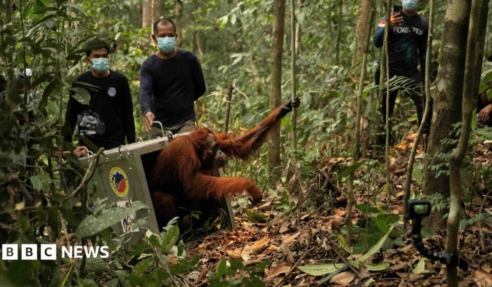 Endangered orangutans released back into the wild after Borneo fires