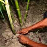 India: Food crisis, economic shock ahead as country braces for El Niño