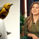Inside Brooklyn novelty shop at centre of 'surreal' row with Kelly Clarkson over mechanical bird