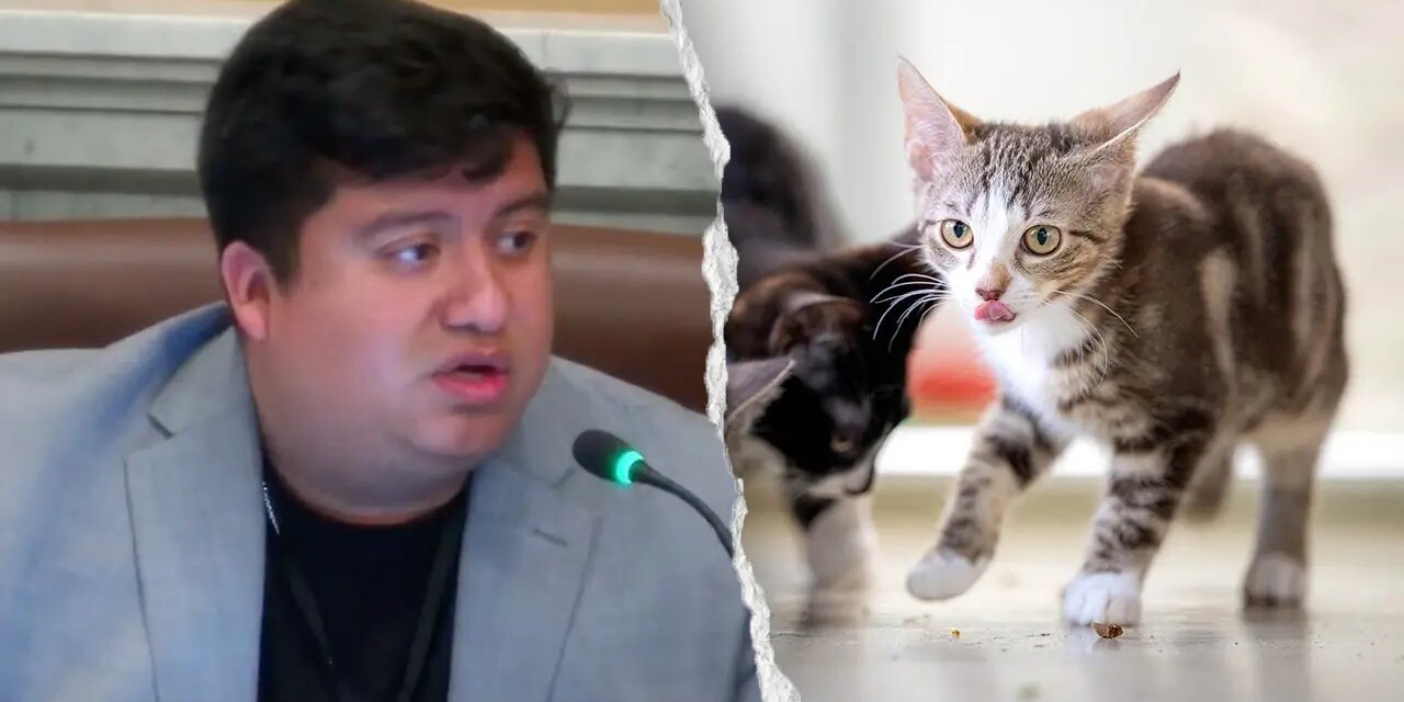 Minneapolis council member mocked for saying Waymo is killing cats