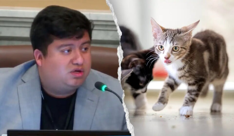 Minneapolis council member mocked for saying Waymo is killing cats