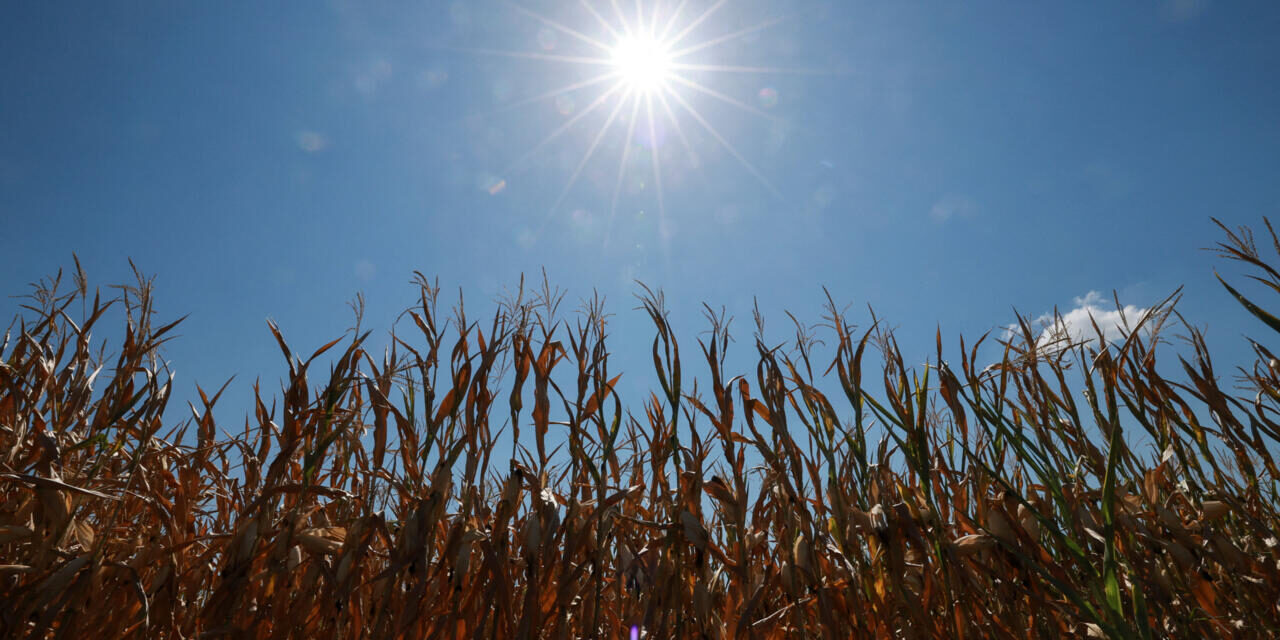 More than half of Europe faced intense summer heat stress, EU monitor says