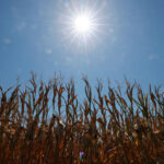 More than half of Europe faced intense summer heat stress, EU monitor says