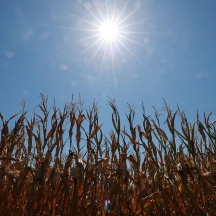 More than half of Europe faced intense summer heat stress, EU monitor says