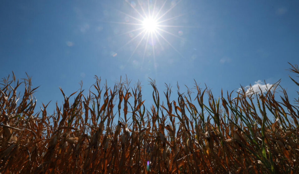 More than half of Europe faced intense summer heat stress, EU monitor says