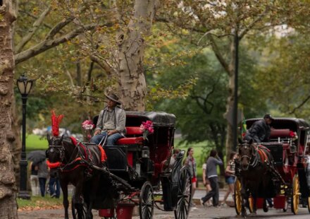 NYC Council votes to ban horse-drawn carriages in Central Park by 2028