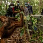 Orangutans released back into Borneo forest after devastating fires
