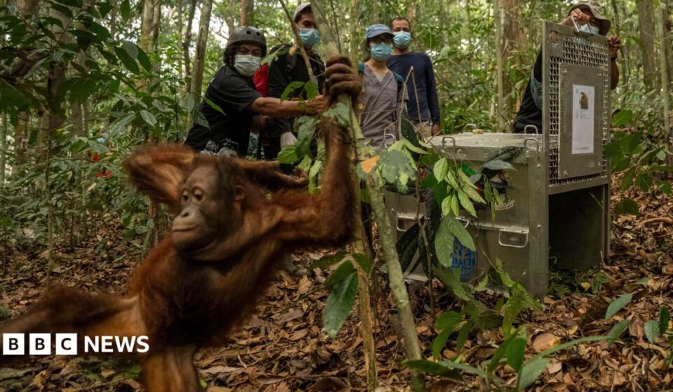 Orangutans released back into Borneo forest after devastating fires