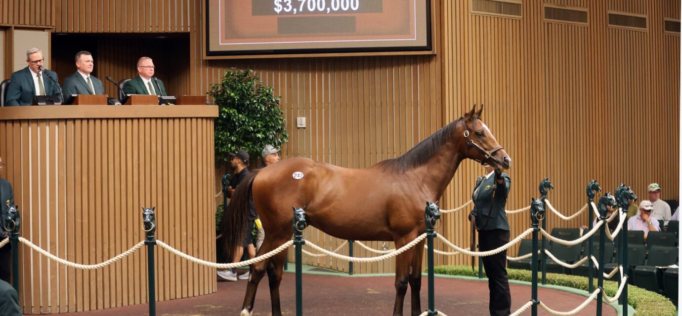 Racehorse market breaks records on tax breaks, stock market gains