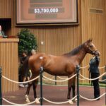 Racehorse market breaks records on tax breaks, stock market gains
