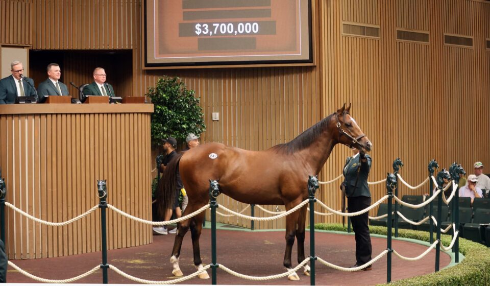 Racehorse market breaks records on tax breaks, stock market gains