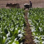Tabaco: Falta de combustible obliga a tabacaleros a volver a los bueyes