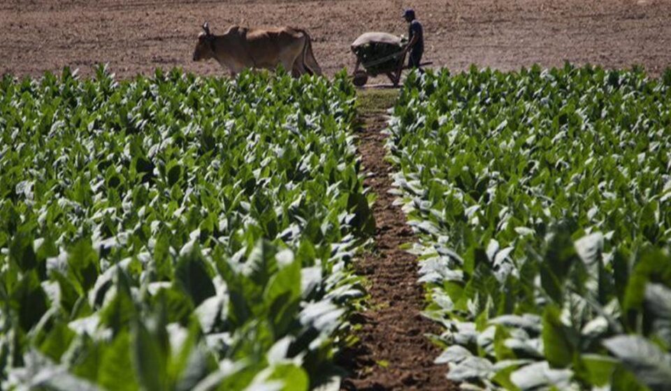 Tabaco: Falta de combustible obliga a tabacaleros a volver a los bueyes