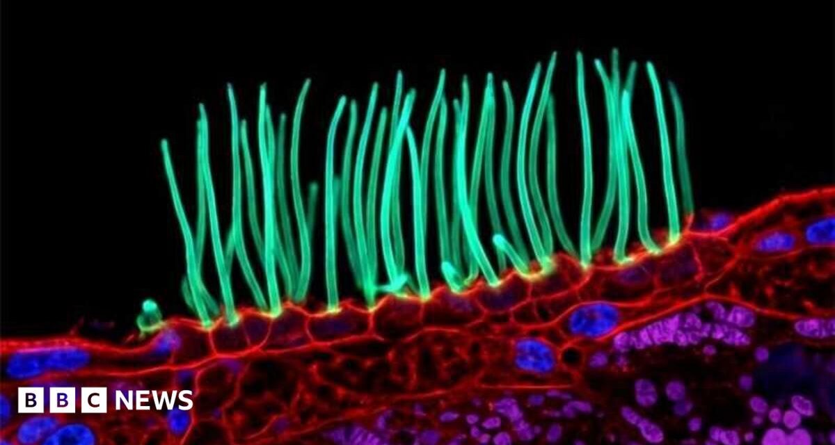 Tiny image sparks big backlash in Nikon photo contest