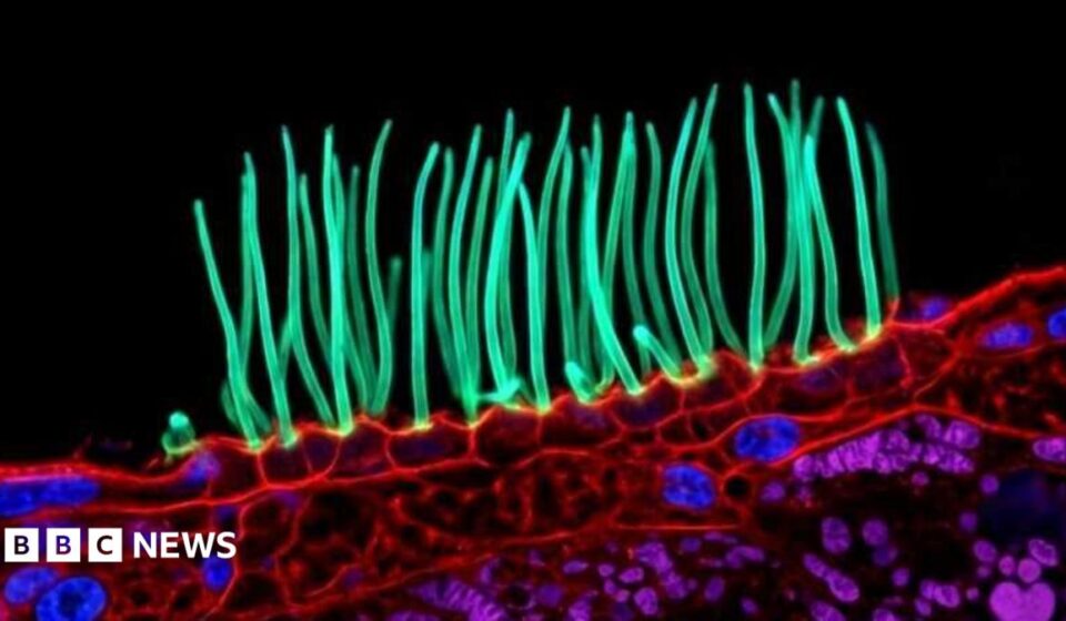 Tiny image sparks big backlash in Nikon photo contest