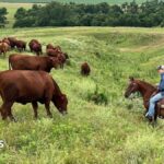 US ranchers wrestle with soaring costs - and their loyalty to Trump